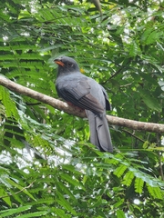 Trogon massena