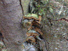 Phellinopsis conchata