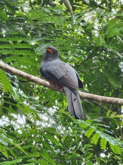 Trogon massena