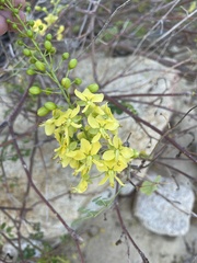 Erythrostemon pannosus