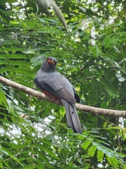 Trogon massena