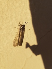 Brachynemurus
