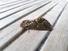 Dumbletonius characterifer