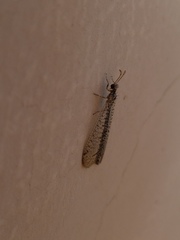 Brachynemurus