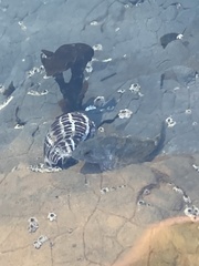 Acanthinucella spirata