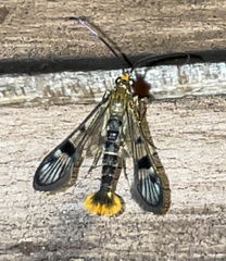 Synanthedon acerni
