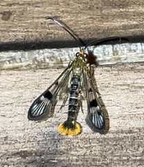 Synanthedon acerni