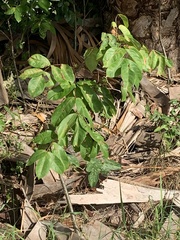 Bursera simaruba