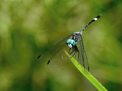 Micrathyria ocellata