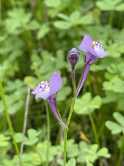Linaria algarviana