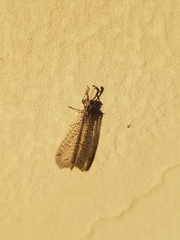 Brachynemurus