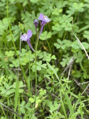 Linaria algarviana