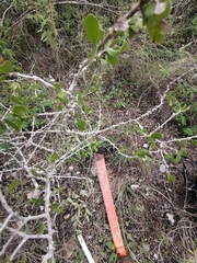 Schaefferia cuneifolia