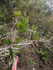 Schaefferia cuneifolia