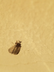 Brachynemurus