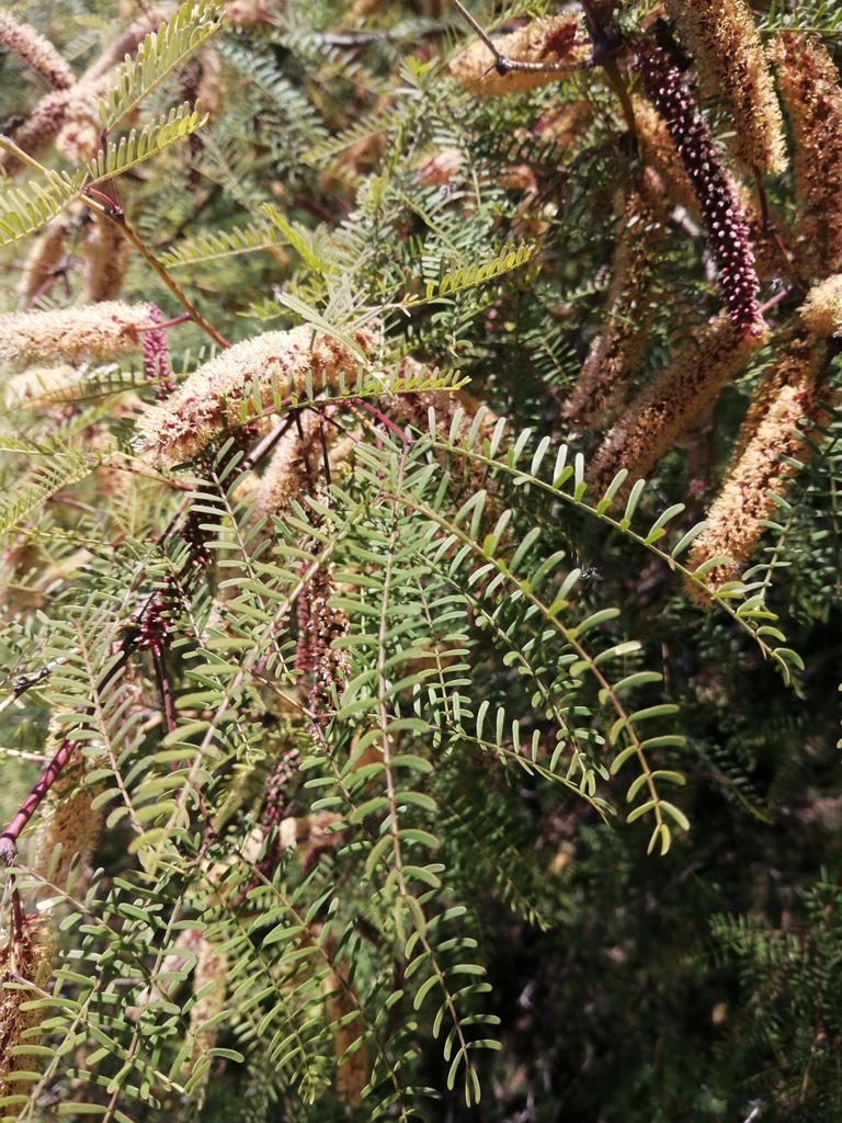 Prosopis flexuosa DC.