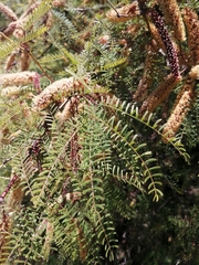 Prosopis flexuosa