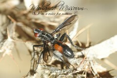 Cylindromyia intermedia