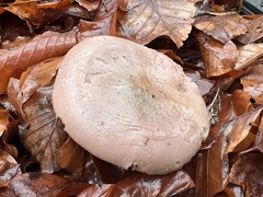 Chroogomphus helveticus