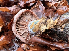 Chroogomphus helveticus