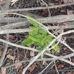 Schinus terebinthifolia