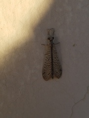 Brachynemurus