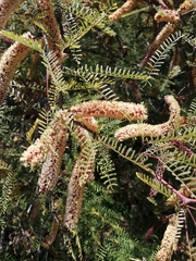 Prosopis flexuosa