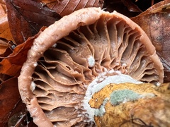 Chroogomphus helveticus