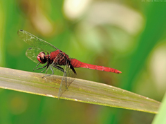 Erythemis mithroides