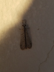 Brachynemurus