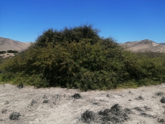 Prosopis flexuosa