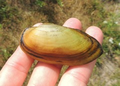 Unio pictorum