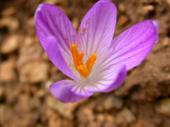 Crocus versicolor