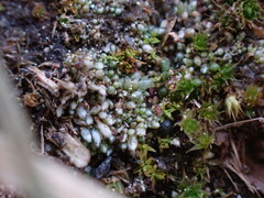 Bryum argenteum