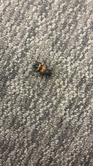 Nicrophorus marginatus