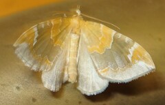 Eulithis pyropata
