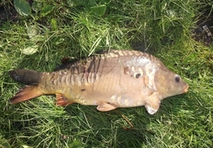 Cyprinus carpio carpio