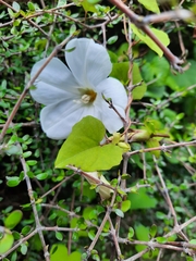 Calystegia tuguriorum