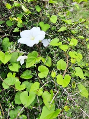 Calystegia tuguriorum
