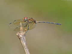 Dythemis sterilis
