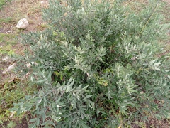 Karwinskia humboldtiana