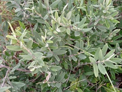 Karwinskia humboldtiana