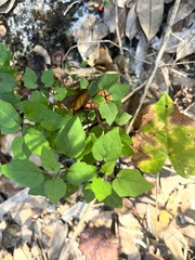 Parietaria floridana
