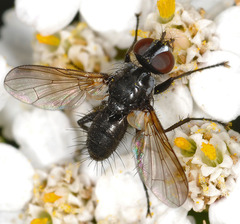 Phania funesta