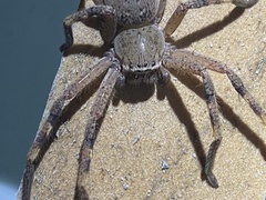 Neosparassus calligaster