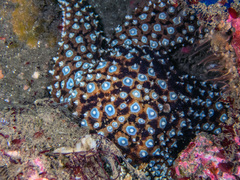 Pisaster giganteus