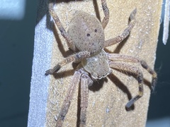 Neosparassus calligaster