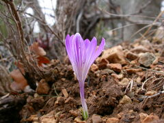 Crocus versicolor