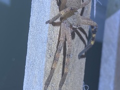 Neosparassus calligaster