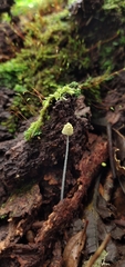 Mycena chloroxantha